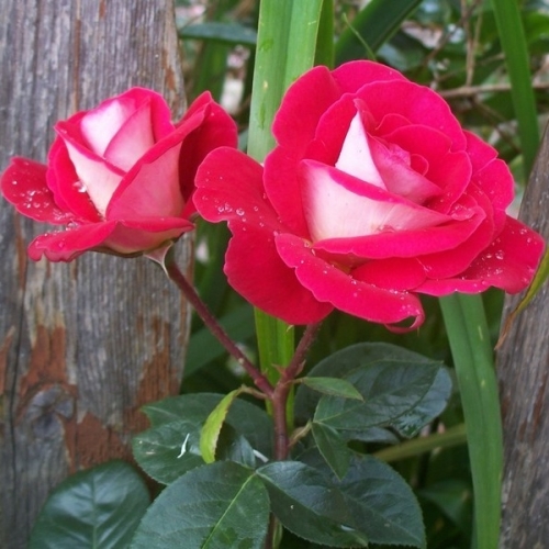 Bon Jeudi Ee77c2dce3e023567b130ad6a2580e07