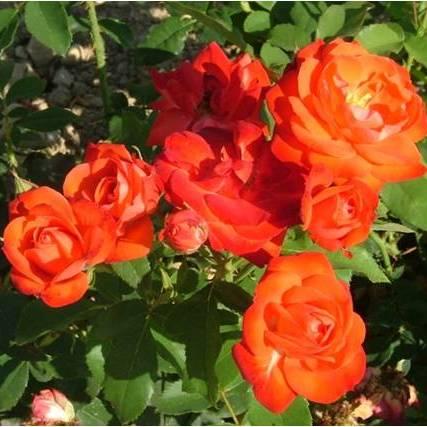 Rosier Orange Sensation