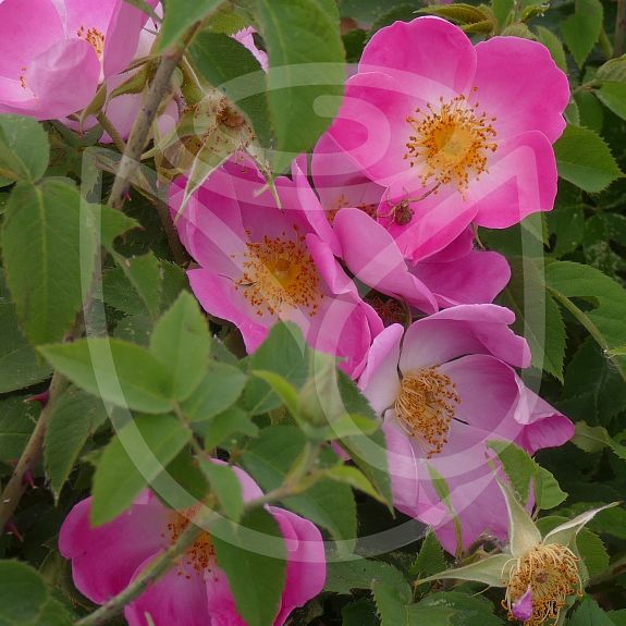 Rosa macrantha