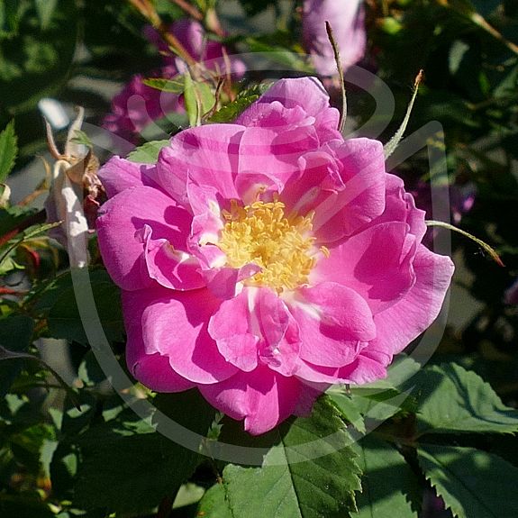Rosa californica Plena