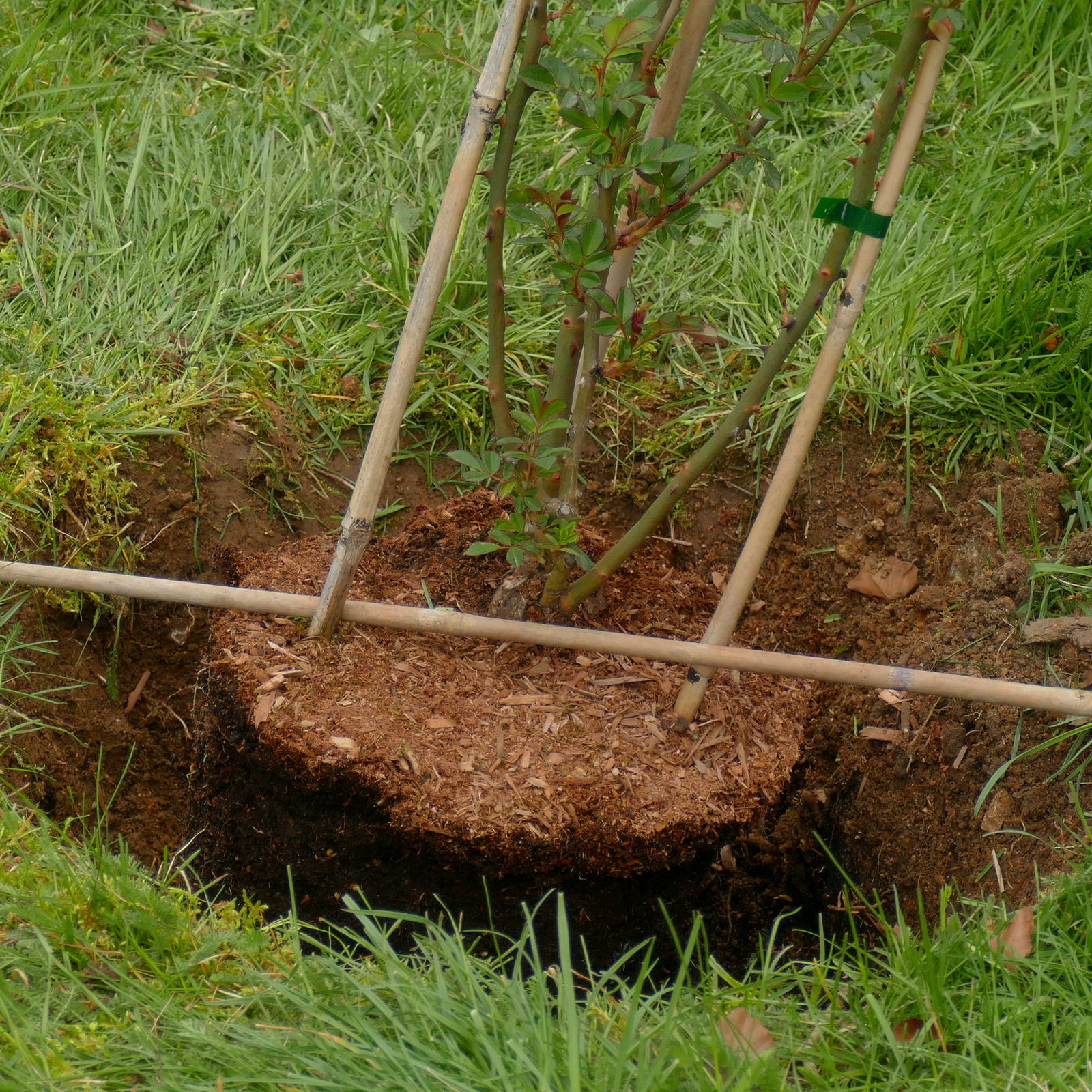 Plantation rosier en pot