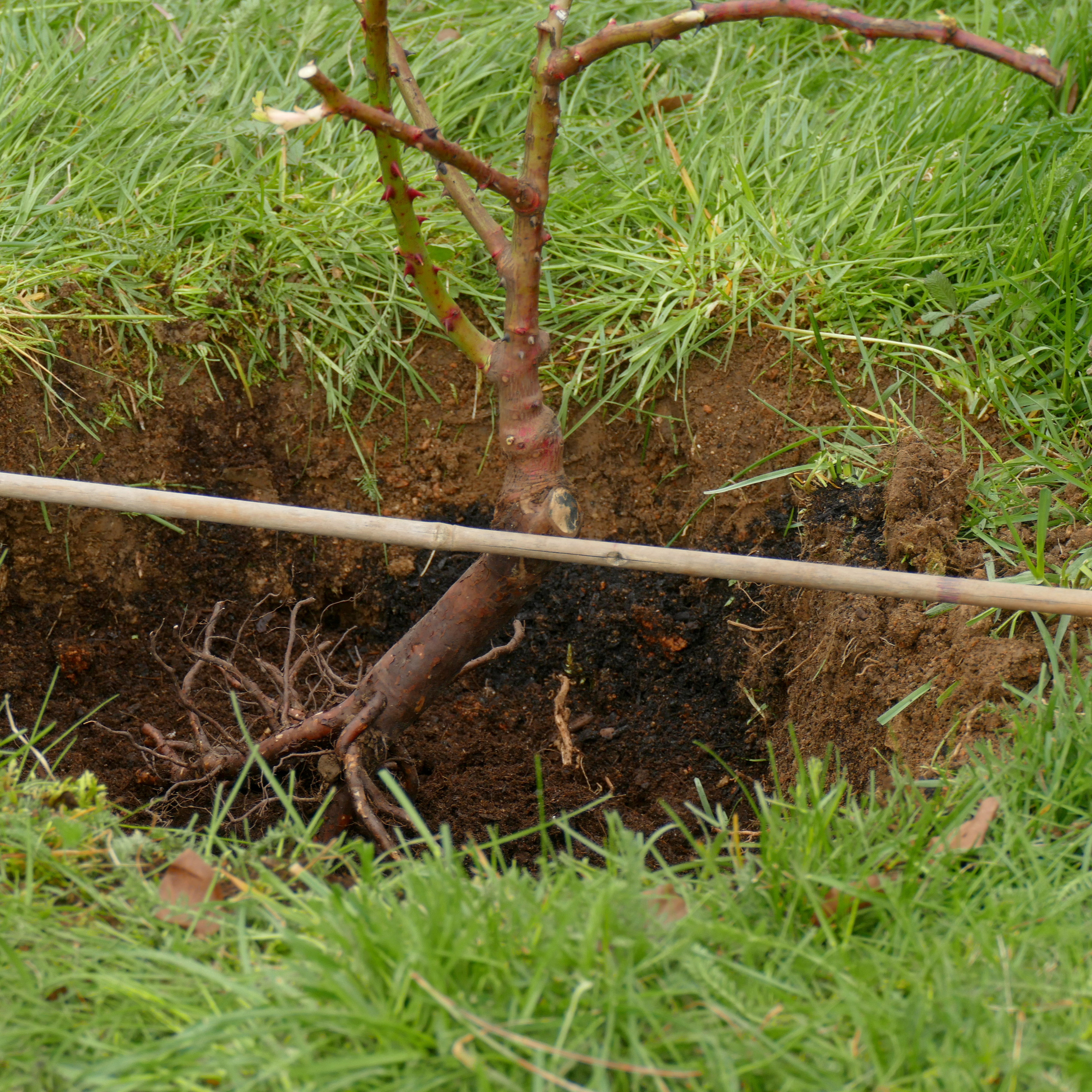 Plantation rosier en racines nues