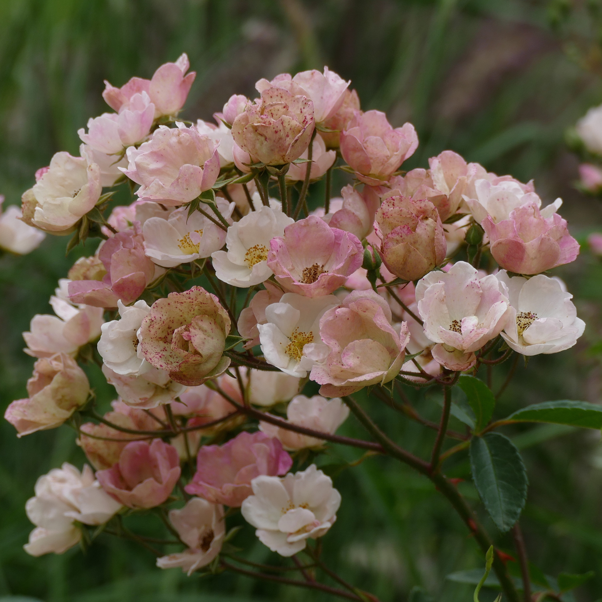 Vente en ligne Rosier ancien Alden Direct Pépinières