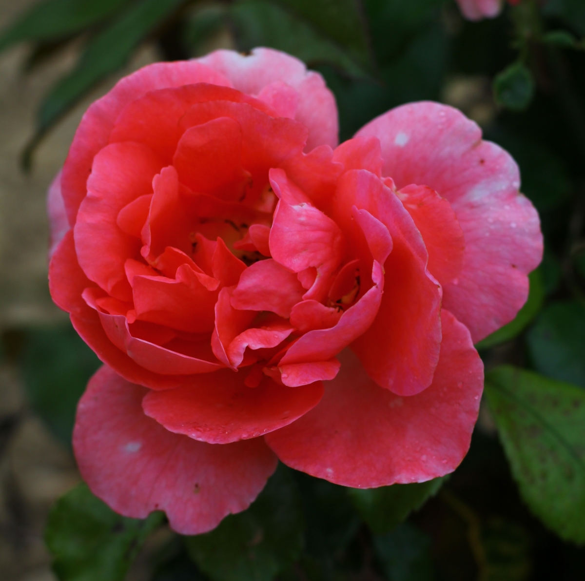 Rosier Grimpant Special Anniversary Pepinieres Dima Rosier Grimpant Special Anniversary Pepinieres Dima