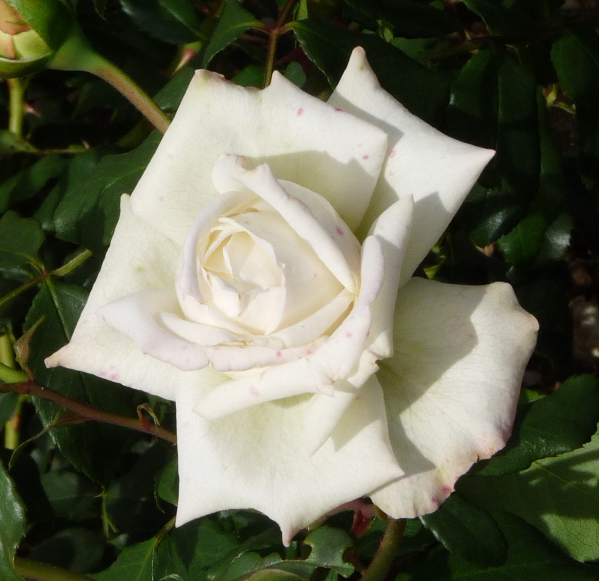 Duo De Rosiers Grimpants à Racines Nues - Blanc Et Rose - Lot De 2 Plantes Pour Arches, Pergolas, Clôtures