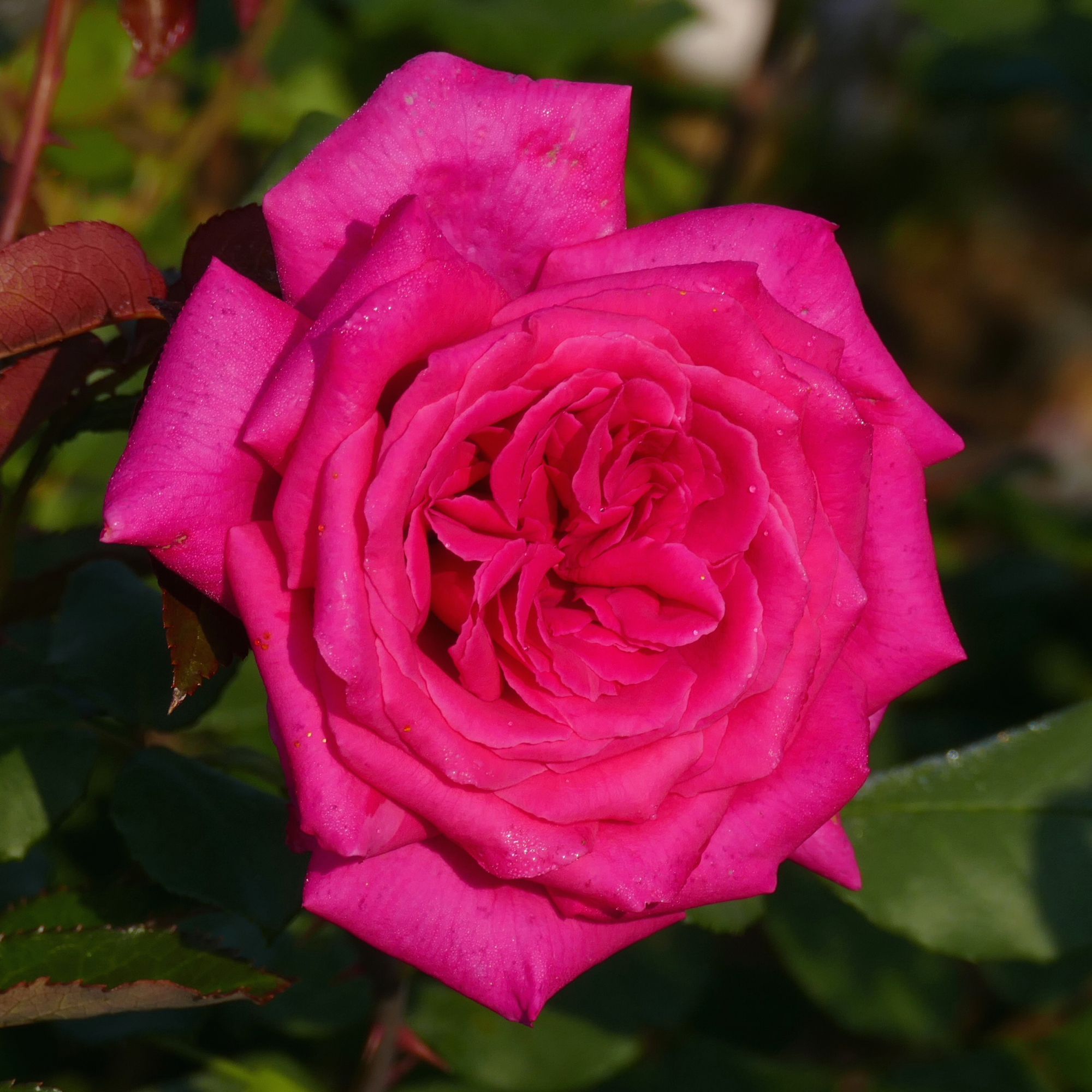 Vente en ligne Rosier buisson Royal Rose®. Direct Pépinières