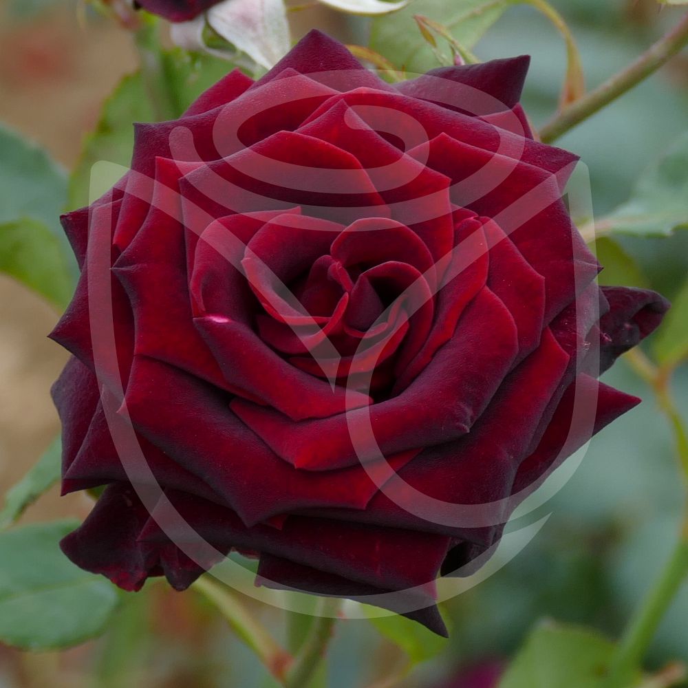 Vente en ligne Rosier buisson Black Baccara®. Direct Pépinières