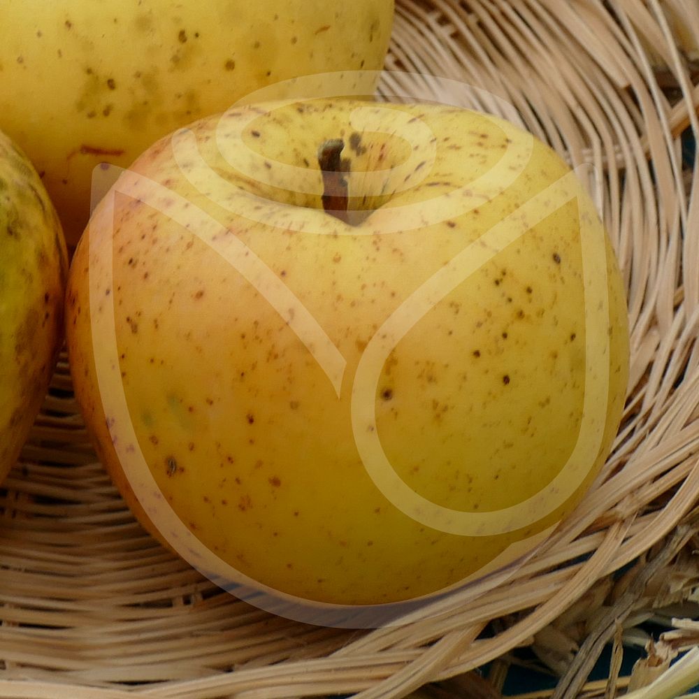 Vente en ligne Pommier Belle fleur jaune. Direct Pépinières