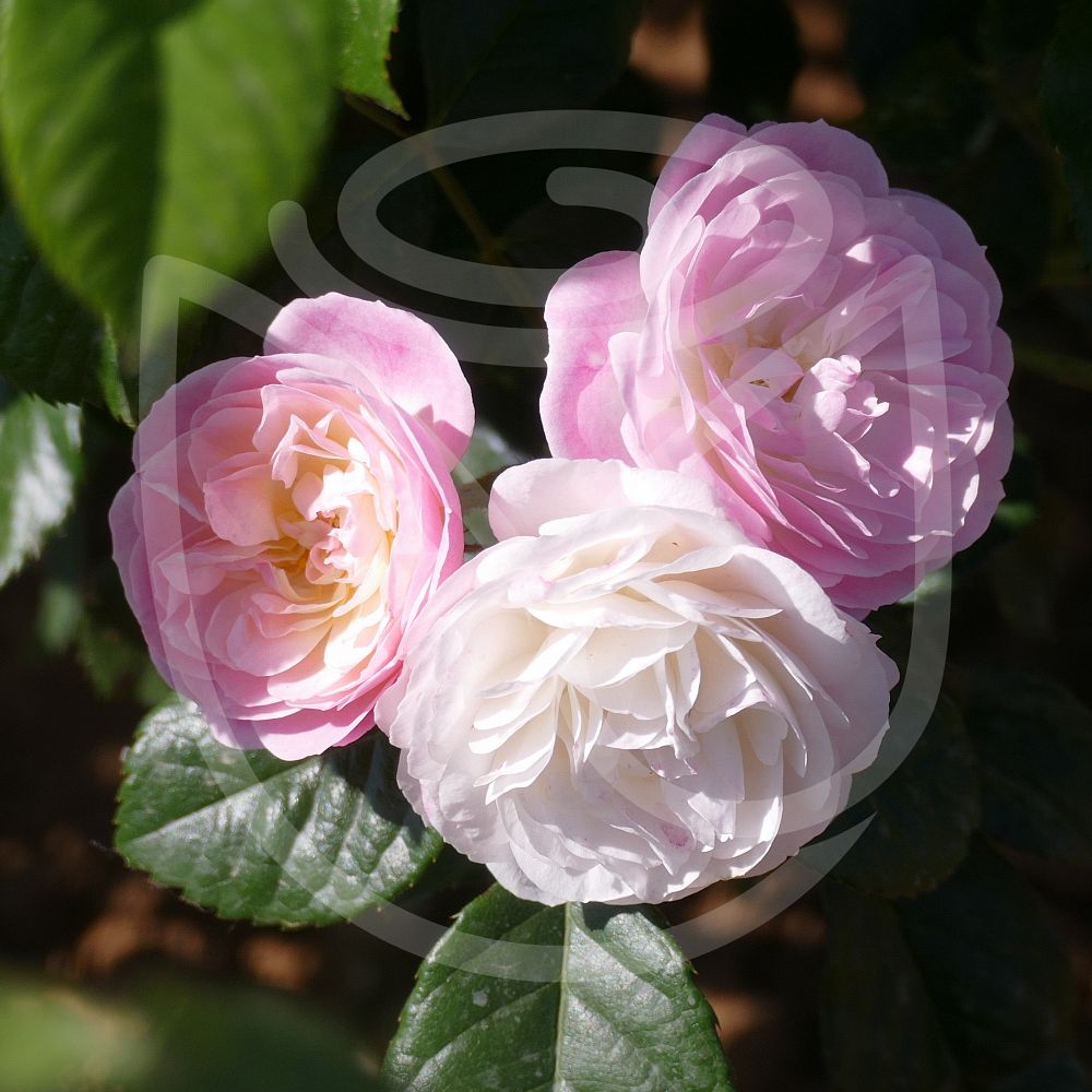 Vente en ligne Rosier ancien Bouquet Parfait®. Direct Pépinières