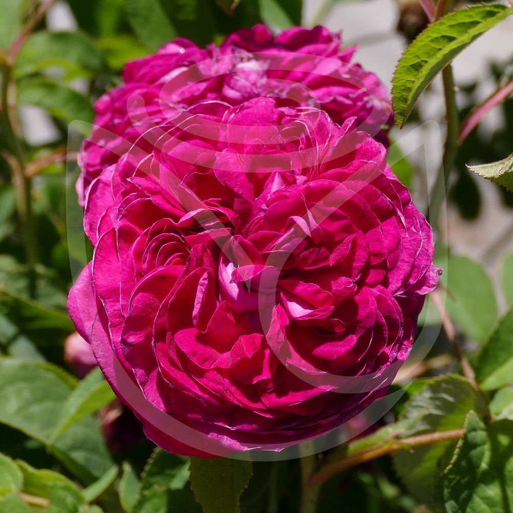 Vente En Ligne Rosier Ancien Charles De Mills Direct P pini res
