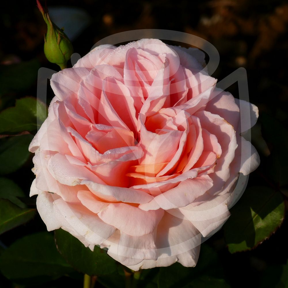 Les rosiers buissons pour créer des massifs : types, plantation