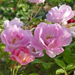 Pink Chantilly®