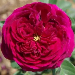 Falstaff®