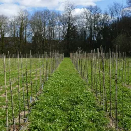 Pomme Grelot