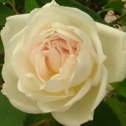 Hume's Blush Tea-Scented China
