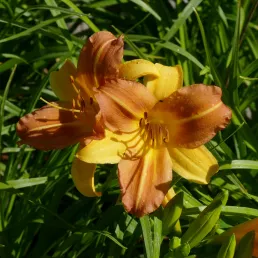 Hemerocallis EveryDaylily Punch Yellow®