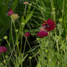 Knautia macedonica