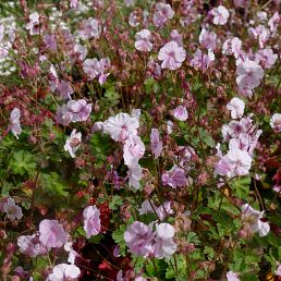 Geranium cantabrigiense Biokovo