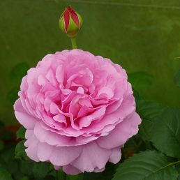 Princess Alexandra of Kent®