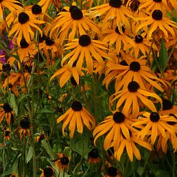 Rudbeckia fulgida Goldsturm