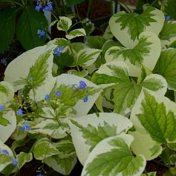 Brunnera macrophylla 'Variegata'