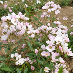 Diamant Rose®
