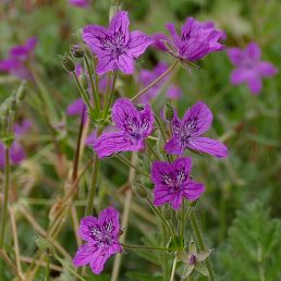 Erodium manescavii