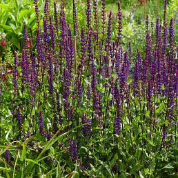 Salvia nemerosa 'Caradonna'