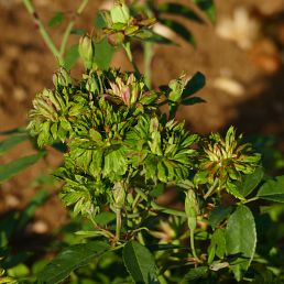 Rosa chinensis Viridiflora