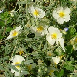 Helianthemum The Bride