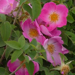 Rosa macrantha