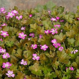 Geranium 'Orkney Cherry'