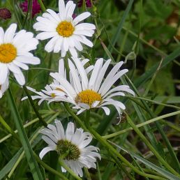 Leucanthemum vulgare Reine de mai