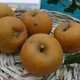 Reinette grise ancienne