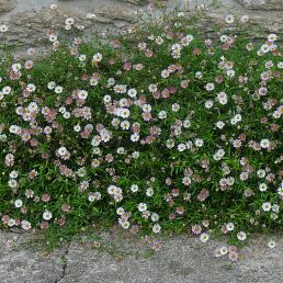 Erigeron karvinskianus