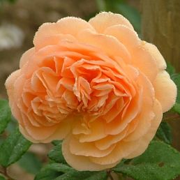 Crown Princess Margareta®