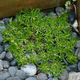 Azorella trifurcata