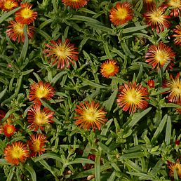 Delosperma cooperi 'Fire Wonder'