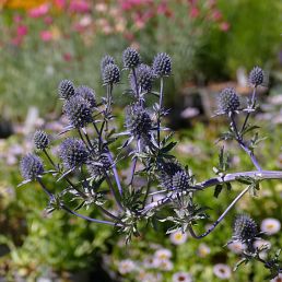 Eryngium planum