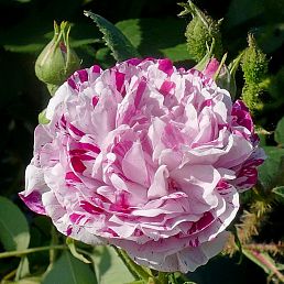 Variegata di Bologna