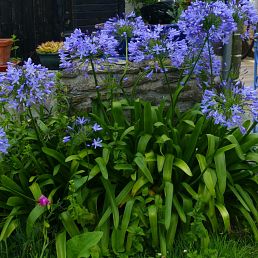Agapanthus umbellatus
