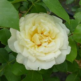 Rose Côte-d'Or®