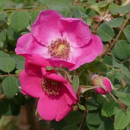 Rosa moyesii Fargesii