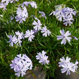 Phlox subulata Emerald Cushion blue