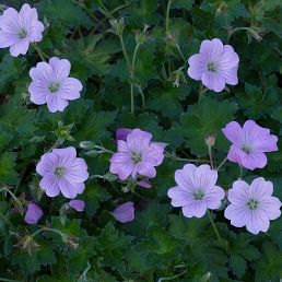 Geranium Dreamland