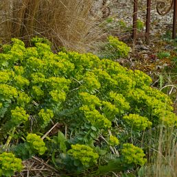 Euphorbia myrsinites