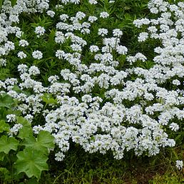 Iberis sempervirens