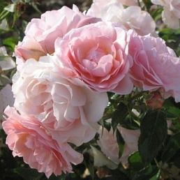 Rose de Beaune®