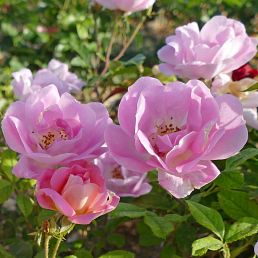 Pink Chantilly®