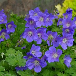 Geranium 'Johnson Blue '